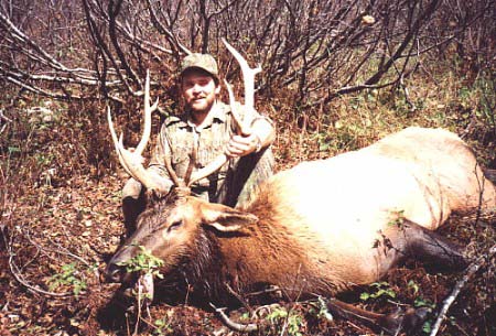 British Columbia Elk